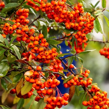 Pyracantha angustifolia 'Monon' PP20,161