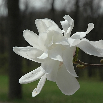 Magnolia x loebneri 'Ruth' USPP10049P