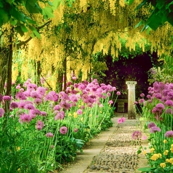 Laburnum x watereri 'Vossii' 