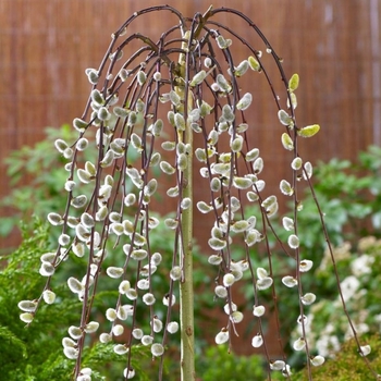 Salix caprea