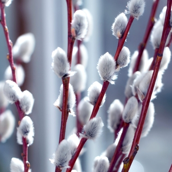 Salix caprea 'French' 