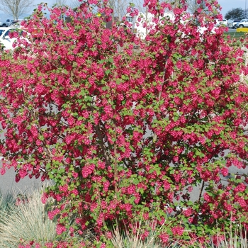 Ribes sanguineum 'King Edward VII' 