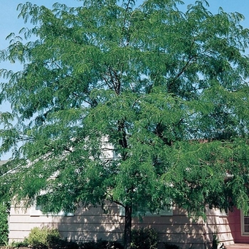 Gleditsia triacanthos var. inermis 'Northern Acclaim®' Harve