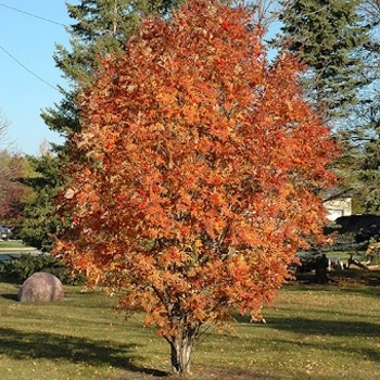 Sorbus aucuparia 'Michred' PP26,953