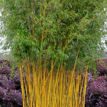 Phyllostachys aureosulcata