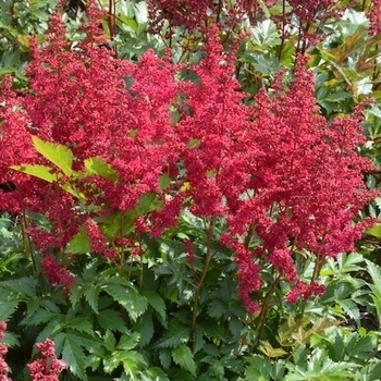 Astilbe chinensis 'Hot Pearls®' PP25349P3
