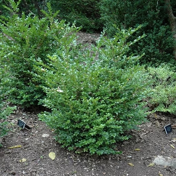 Buxus microphylla var. japonica 'Jim Stauffer' 
