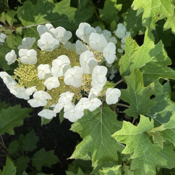 Hydrangea quercifolia 'Bocotoso' USPP27982P3