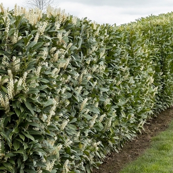 Prunus laurocerasus 'Otto Luyken' 