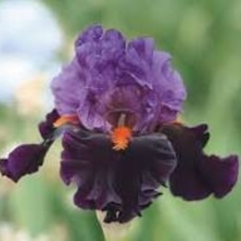 Iris germanica 'Sharp Dressed Man' 