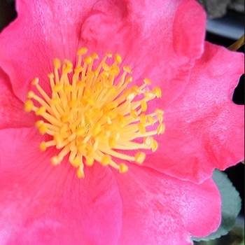 Camellia 'Winter's Snowman' USPP29866P2