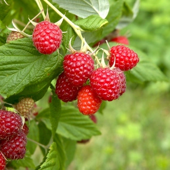 Rubus idaeus 'Caroline' 