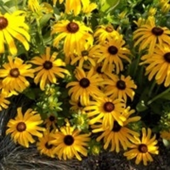 Rudbeckia 'Glitters Like Gold' 