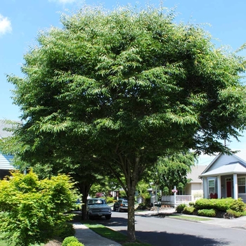 Zelkova serrata 'Green Vase' PP05,080