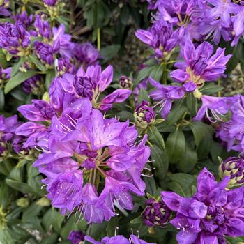 Rhododendron catawbiense 'Purpureum Elegans' (301239)