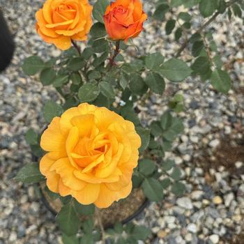 Rosa Good As Gold™ '' (301245)