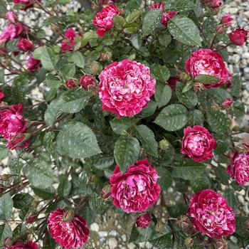 Rosa Sunblaze® '' (301248)