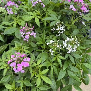 Cleome 'Senorita®' 