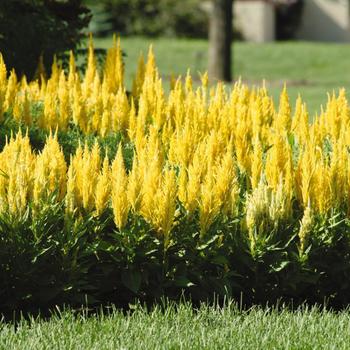 Celosia argentea plumosa