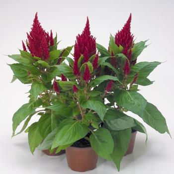 Celosia argentea plumosa Fresh Look '' (301256)