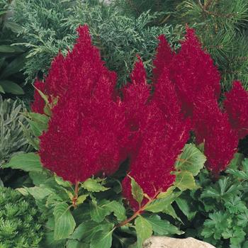 Celosia argentea plumosa Fresh Look '' (301257)