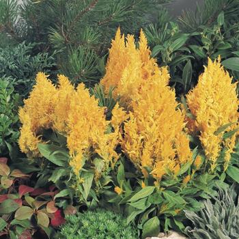 Celosia argentea plumosa 'Fresh Look Yellow' 