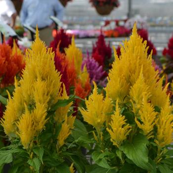 Celosia argentea plumosa Fresh Look '' (301265)