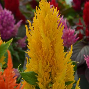 Celosia argentea plumosa Fresh Look '' (301266)