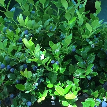 Gaylussacia brachycera 'Berried Treasure™' USPP29636P2