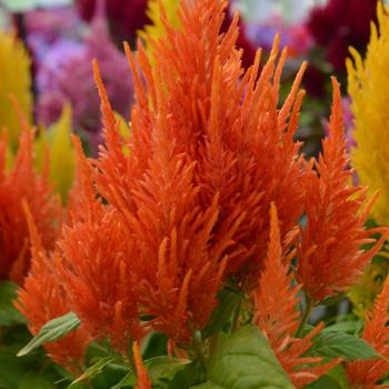 Celosia argentea plumosa