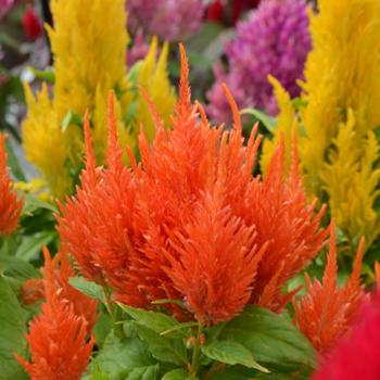 Celosia argentea plumosa Fresh Look '' (301271)