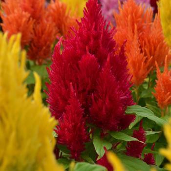 Celosia argentea plumosa Fresh Look '' (301273)