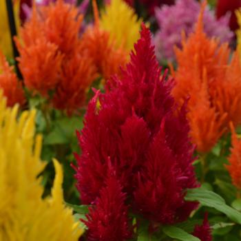 Celosia argentea plumosa