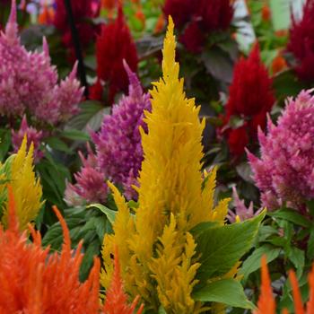 Celosia argentea plumosa