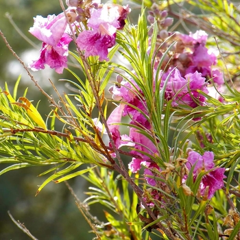 Chilopsis linearis 'Art's Seedless' 