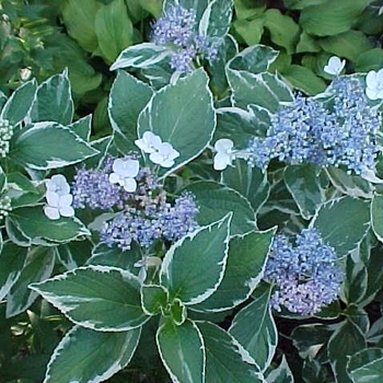 Hydrangea macrophylla 'Mariesii Variegata' 