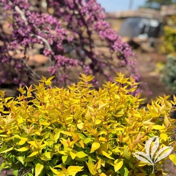 Abelia grandifloria 'Mango Twist™' PP24717P2
