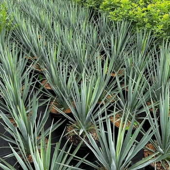 Yucca 'Blue Sentry' 