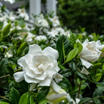 Gardenia jasminoides 'Summer Snow®' PP22797