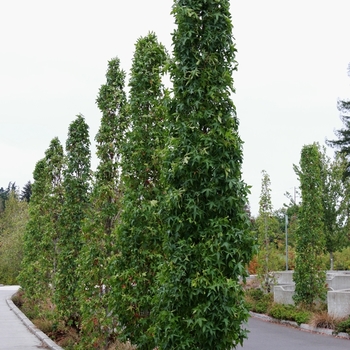 Liquidambar styraciflua 'Slender Silhouette' 