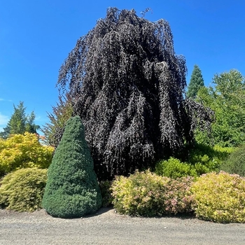 Fagus sylvatica 'Purpurea Pendula' 
