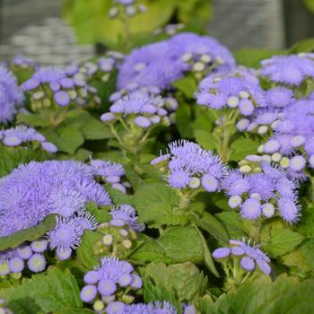 Ageratum houstonianum 'Blue Danube' 