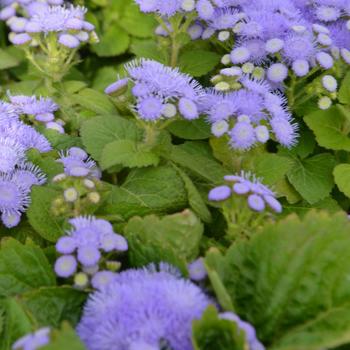 Ageratum houstonianum 'Blue Danube' (301301)