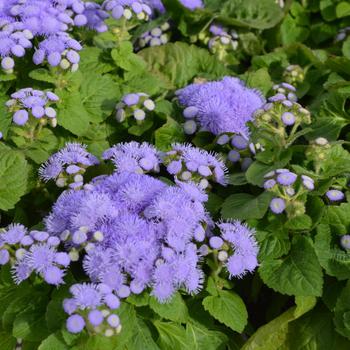 Ageratum houstonianum 'Blue Hawaii' 