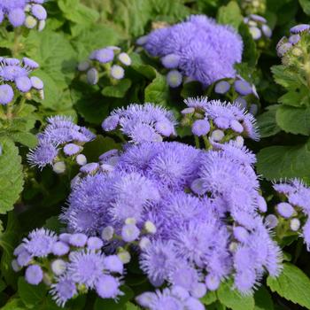 Ageratum houstonianum 'Blue Hawaii' (301303)