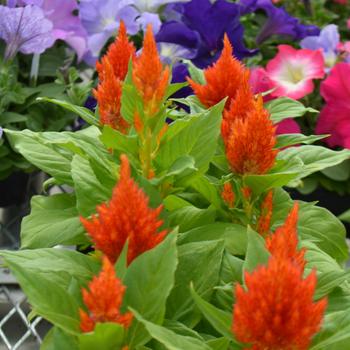 Celosia plumosa 'Glorious Orange' (301304)