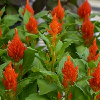 Celosia plumosa 'Glorious Orange' 