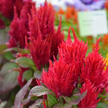 Celosia plumosa 'Glorious Red' (301306)