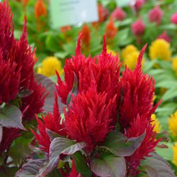 Celosia plumosa 'Glorious Red' (301307)