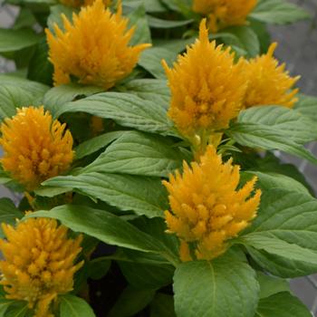Celosia plumosa 'Glorious Yellow' 